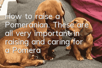 How to raise a Pomeranian. These are all very important in raising and caring for a Pomeranian!