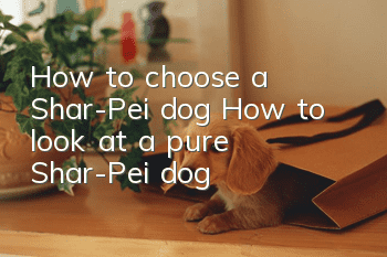 How to choose a Shar-Pei dog? How to look at a pure Shar-Pei dog?