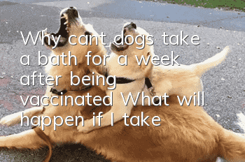 Why can’t dogs take a bath for a week after being vaccinated? What will happen if I take a bath?