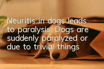 Neuritis in dogs leads to paralysis. Dogs are suddenly paralyzed or due to trivial things that they do not pay attention to in daily life.