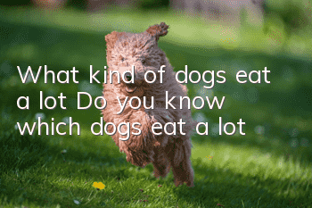 What kind of dogs eat a lot? Do you know which dogs eat a lot?
