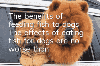 The benefits of feeding fish to dogs The effects of eating fish for dogs are no worse than for cats!