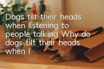 Dogs tilt their heads when listening to people talking Why do dogs tilt their heads when listening to people talking?