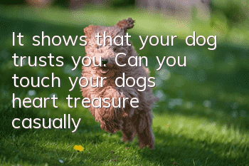It shows that your dog trusts you. Can you touch your dog’s “heart treasure” casually?