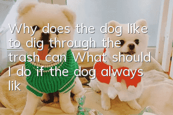 Why does the dog like to dig through the trash can? What should I do if the dog always likes to dig into the trash can?