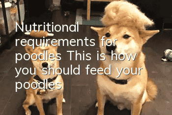 Nutritional requirements for poodles: This is how you should feed your poodles!