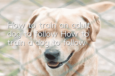 How to train an adult dog to follow? How to train a dog to follow!