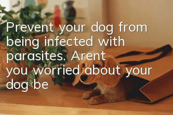 Prevent your dog from being infected with parasites. Aren’t you worried about your dog being infected with parasites?
