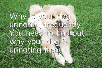 Why is your dog urinating frequently? You need to find out why your dog is urinating frequently!