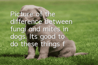 Picture of the difference between fungi and mites in dogs. It’s good to do these things for your skin