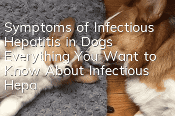 Symptoms of Infectious Hepatitis in Dogs Everything You Want to Know About Infectious Hepatitis
