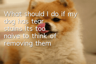 What should I do if my dog ​​has tear stains? It’s too naive to think of removing them by cleaning alone.
