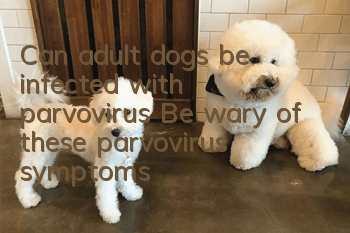 Can adult dogs be infected with parvovirus? Be wary of these parvovirus symptoms