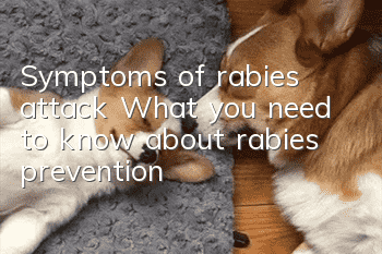 Symptoms of rabies attack What you need to know about rabies prevention