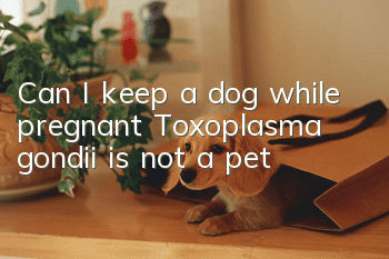 Can I keep a dog while pregnant? Toxoplasma gondii is not a pet