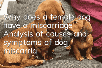 Why does a female dog have a miscarriage? Analysis of causes and symptoms of dog miscarriage