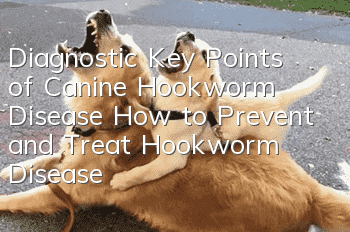 Diagnostic Key Points of Canine Hookworm Disease How to Prevent and Treat Hookworm Disease