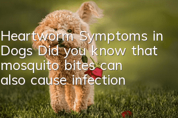 Heartworm Symptoms in Dogs Did you know that mosquito bites can also cause infection?