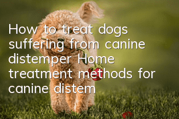 How to treat dogs suffering from canine distemper Home treatment methods for canine distemper