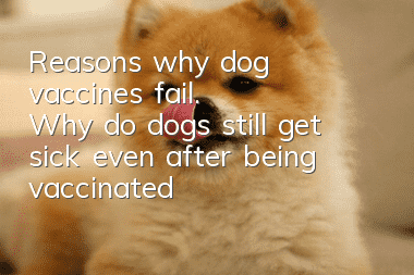 Reasons why dog ​​vaccines fail. Why do dogs still get sick even after being vaccinated?