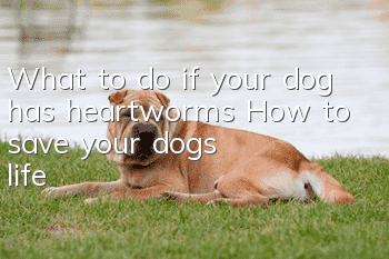 What to do if your dog has heartworms? How to save your dog’s life?