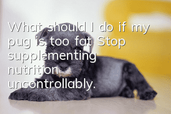 What should I do if my pug is too fat? Stop supplementing nutrition uncontrollably.