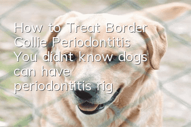 How to Treat Border Collie Periodontitis You didn’t know dogs can have periodontitis, right?