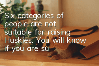 Six categories of people are not suitable for raising Huskies. You will know if you are suitable for raising Huskies.
