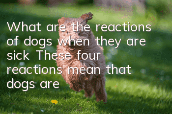 What are the reactions of dogs when they are sick? These four reactions mean that dogs are sick.