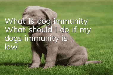 What is dog immunity? What should I do if my dog’s immunity is low?