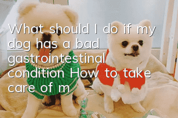 What should I do if my dog has a bad gastrointestinal condition? How to take care of my dog’s glass stomach?