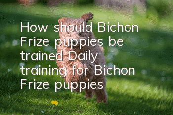 How should Bichon Frize puppies be trained? Daily training for Bichon Frize puppies!