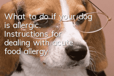What to do if your dog is allergic. Instructions for dealing with acute food allergy