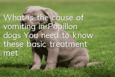 What is the cause of vomiting in Papillon dogs? You need to know these basic treatment methods