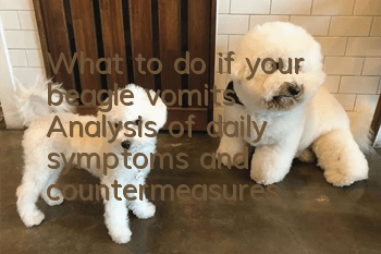 What to do if your beagle vomits? Analysis of daily symptoms and countermeasures