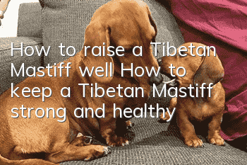 How to raise a Tibetan Mastiff well How to keep a Tibetan Mastiff strong and healthy