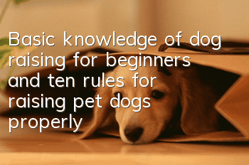 Basic knowledge of dog raising for beginners and ten rules for raising pet dogs properly