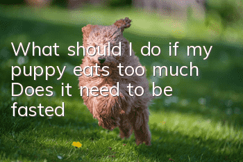 What should I do if my puppy eats too much? Does it need to be fasted?