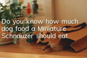 Do you know how much dog food a Miniature Schnauzer should eat?