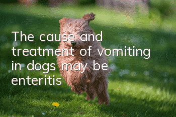 The cause and treatment of vomiting in dogs may be enteritis