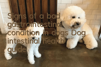 Signs of a bad gastrointestinal condition in dogs Dog intestinal health guide