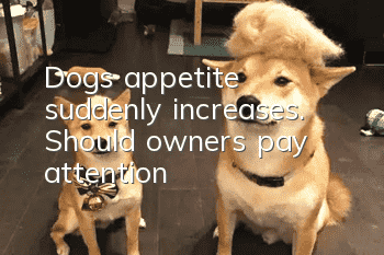 Dog's appetite suddenly increases. Should owners pay attention?