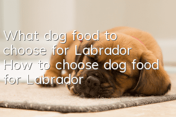 What dog food to choose for Labrador? How to choose dog food for Labrador?