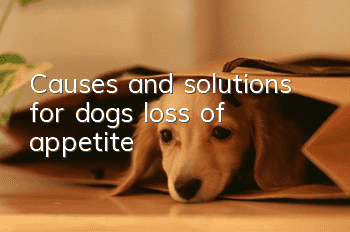 Causes and solutions for dogs’ loss of appetite