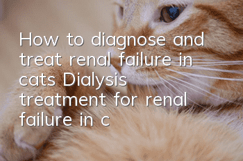 How to diagnose and treat renal failure in cats? Dialysis treatment for renal failure in cats!