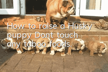 How to raise a Husky puppy? Don’t touch any taboo foods.