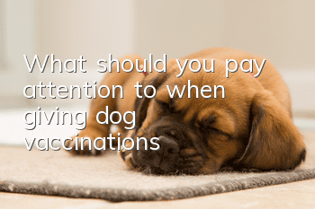 What should you pay attention to when giving dog vaccinations?