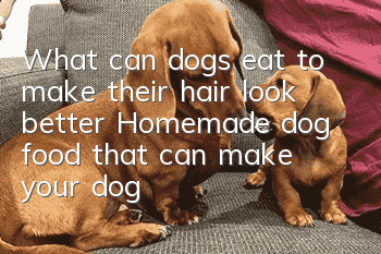 What can dogs eat to make their hair look better? Homemade dog food that can make your dog’s hair look better.