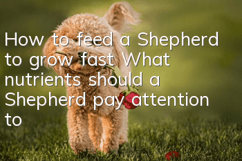 How to feed a Shepherd to grow fast? What nutrients should a Shepherd pay attention to?