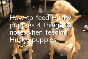 How to feed Husky puppies 4 things to note when feeding Husky puppies